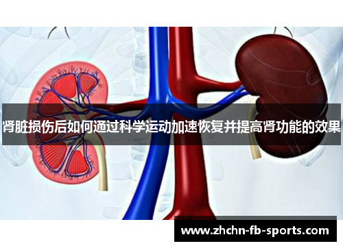 肾脏损伤后如何通过科学运动加速恢复并提高肾功能的效果